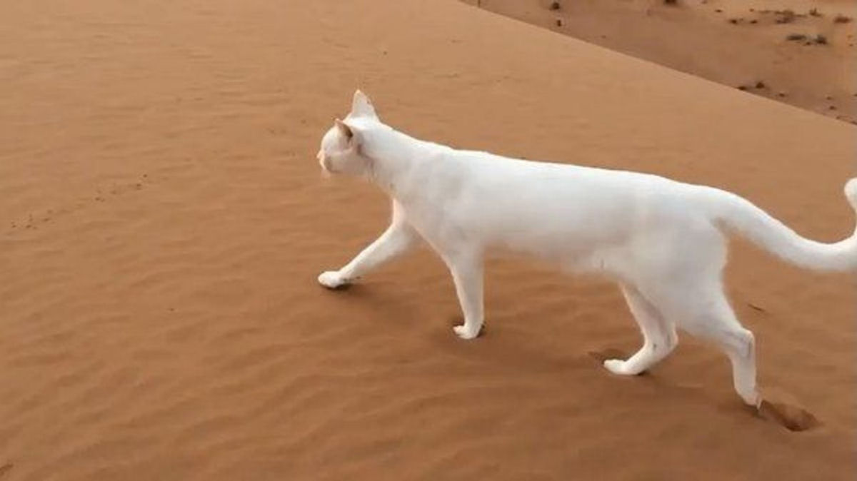 Gata atravessa a areia em suas próprias pegadas