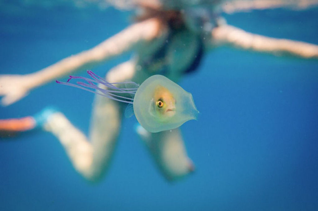 Incrvel imagem de um peixe preso dentro de uma gua-viva 01