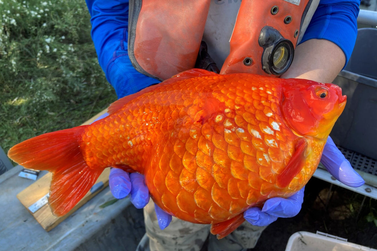 Peixes-dourados gigantes so ms notcias para os Grandes Lagos nos EUA