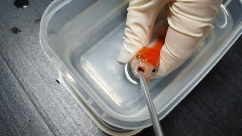 Mulher gastou quase 2 mil reais para salvar seu peixinho dourado