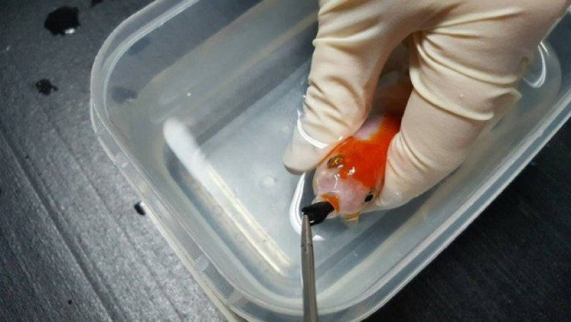 Mulher gastou quase 2 mil reais para salvar seu peixinho dourado