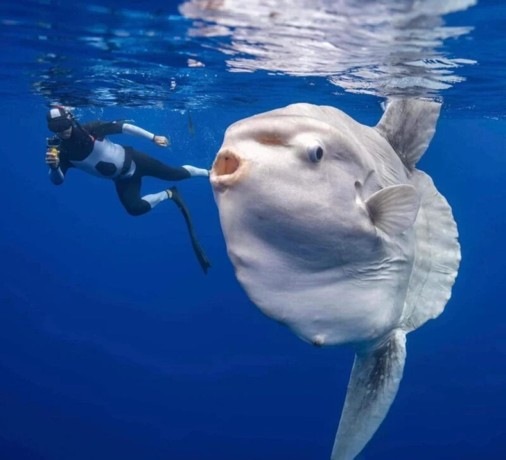 Fotgrafo encontra peixes enormes e aliengenas nas profundezas do oceano