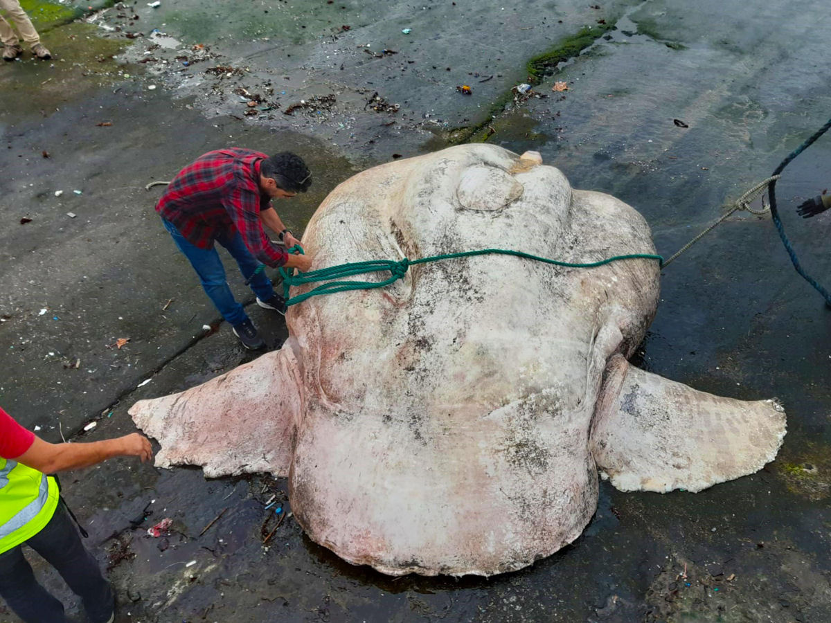 Este peixe-lua de 2.744 kg  o maior peixe sseo j registrado