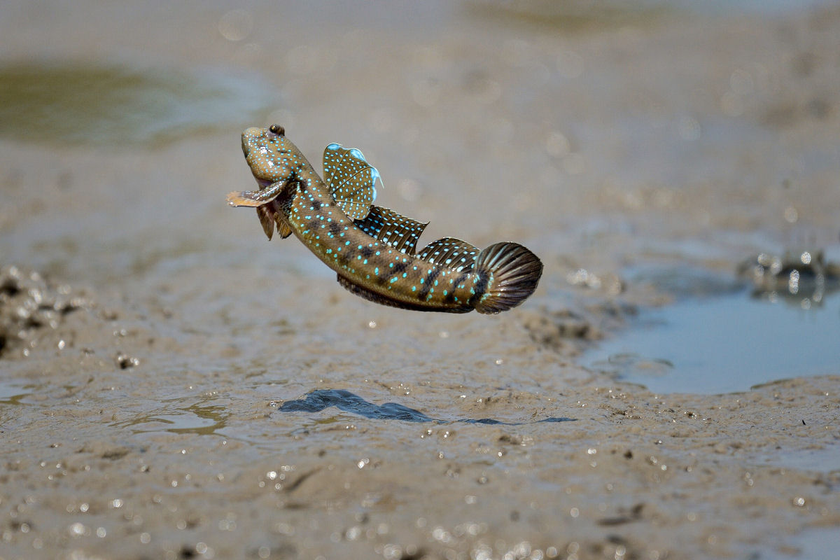 Este peixe esquisitão consegue saltar quase tão alto quanto você