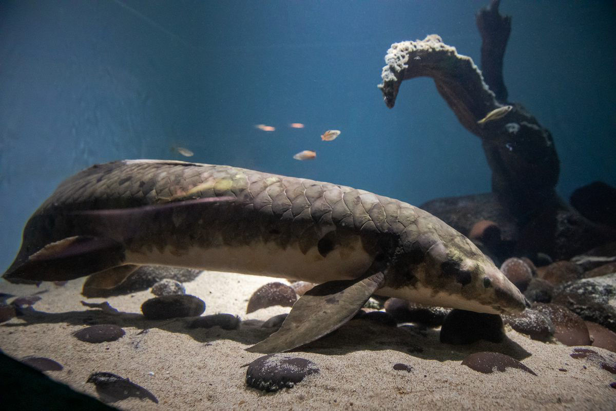 Como cuidar de um dos peixes de aquário mais antigos do mundo?