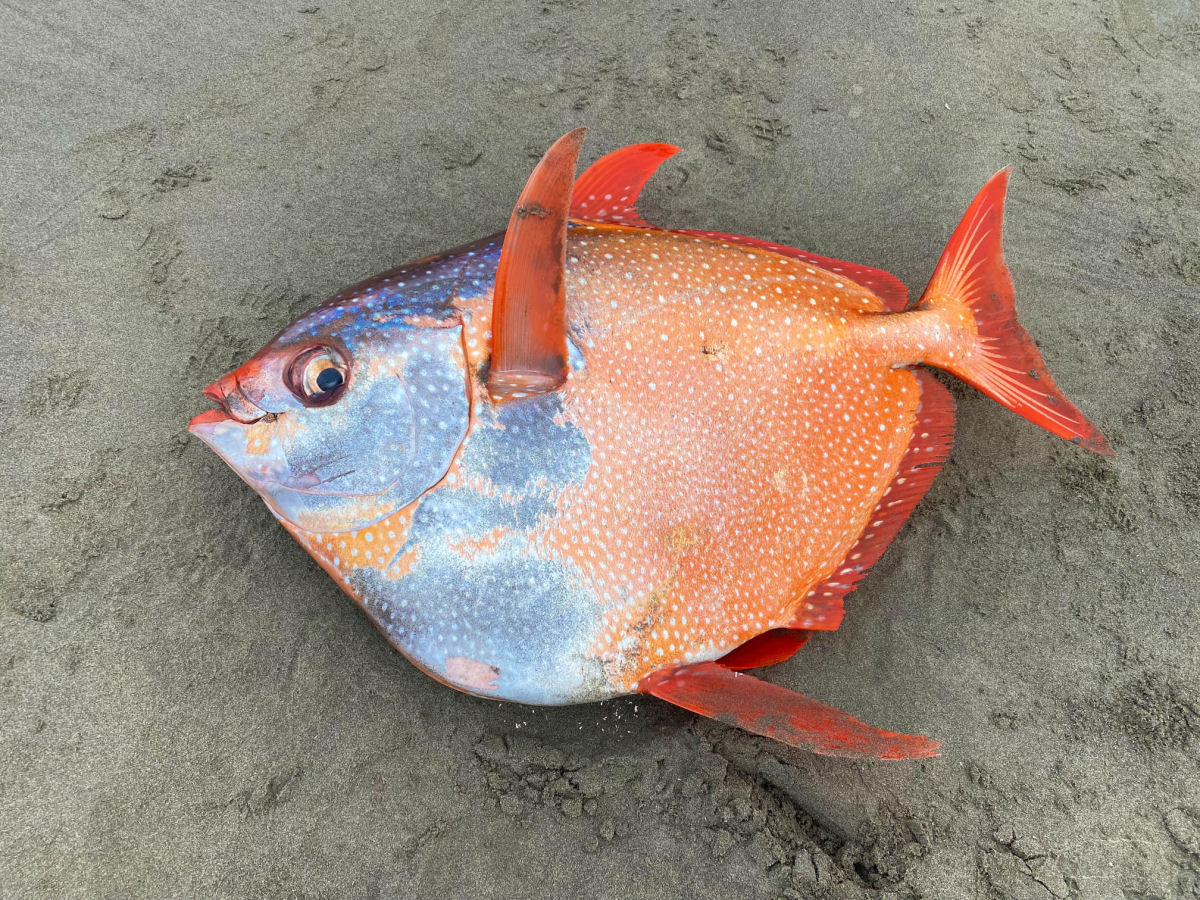 Único peixe endotérmico com 45 kg foi encontrado em uma praia dos EUA