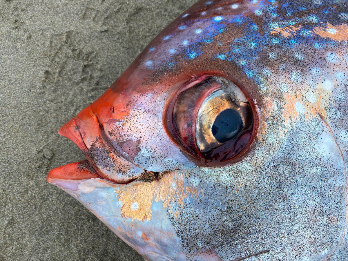 Único peixe endotérmico com 45 kg foi encontrado em uma praia dos EUA