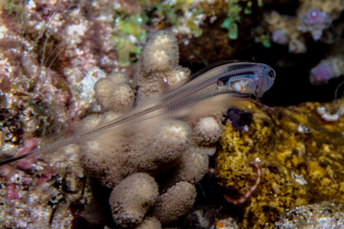 O peixe-palito vive dentro do nus do pepino-do-mar