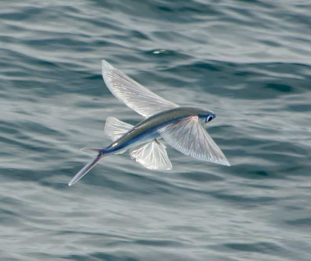 Se nadar o peixe pega, se voar a ave come: ou quando o perigo espreita por todos os lados