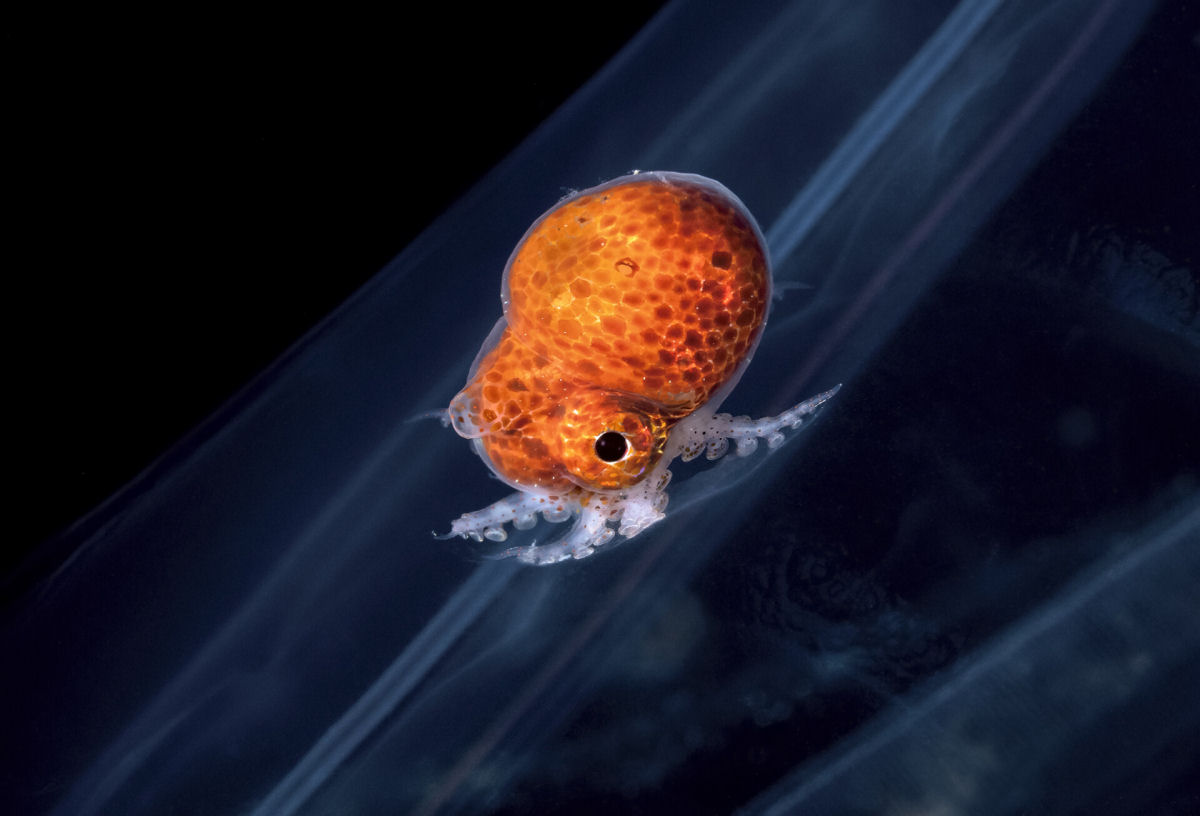 Fotos subaquáticas noturnas emolduram a impressionante diversidade do Oceano Atlântico 02