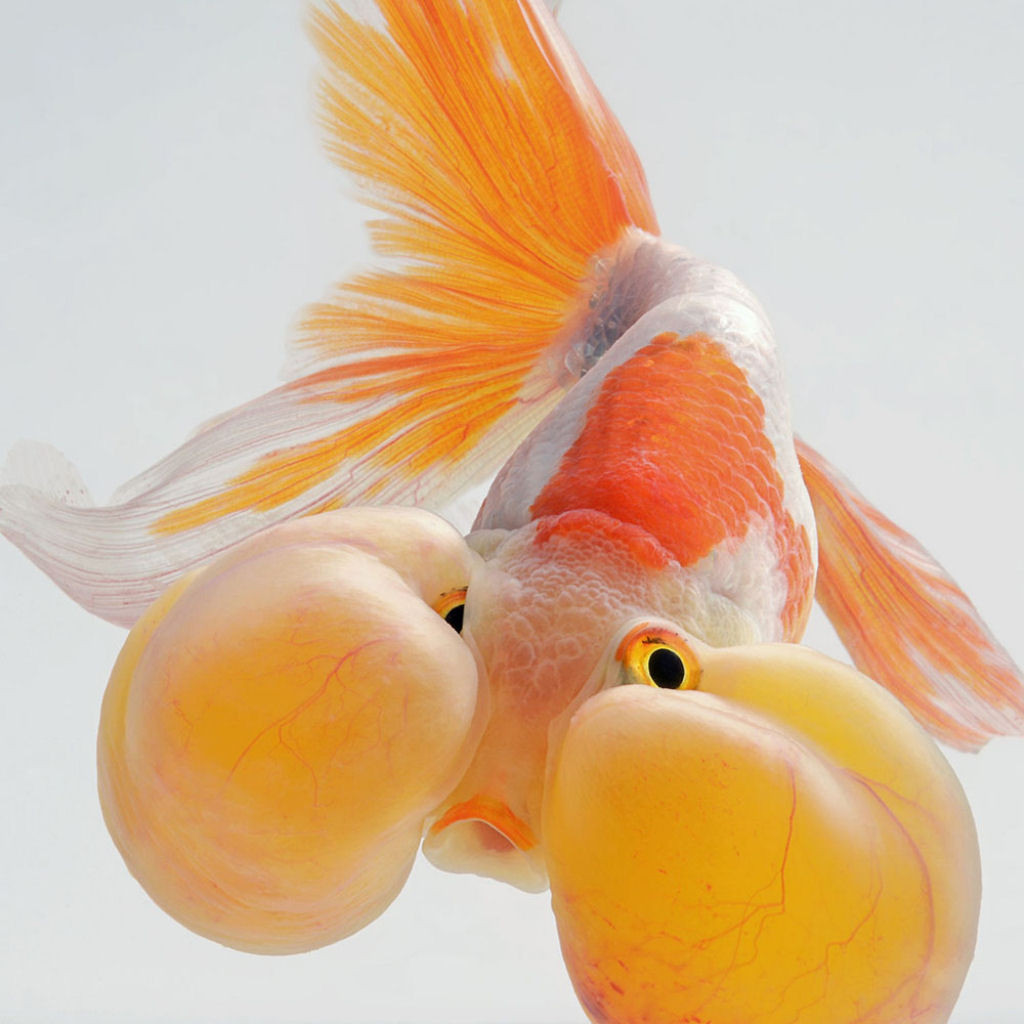 Retratos elegantes de fantsticos peixinhos de estimao 04
