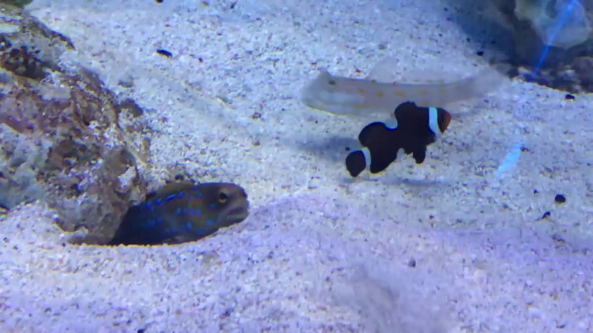 Peixes tropicais se enfrentam em disputa cmica capturada em vdeo