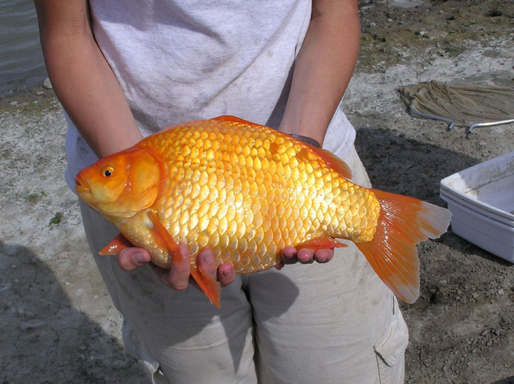 Sabe o que acontece quando voc solta seu peixinho  dourado em um lago (ou outro lugar natural)