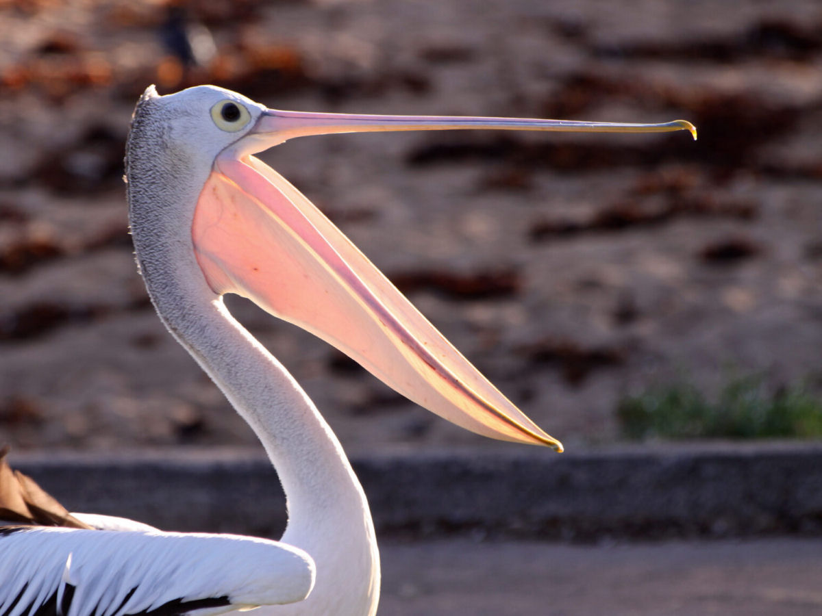 Eu no sei se os pelicanos so naturalmente confusos ou sinistros