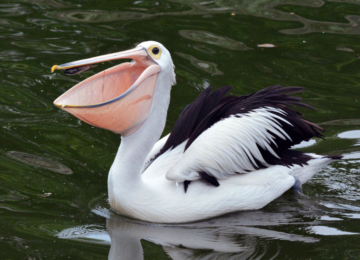 Eu no sei se os pelicanos so naturalmente confusos ou sinistros