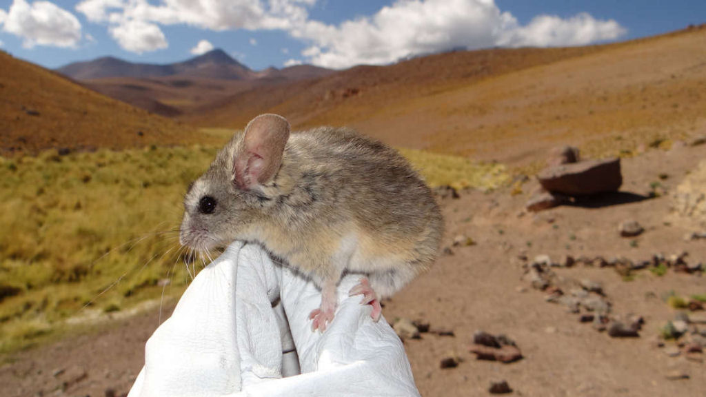 Encontram o primeiro mamfero capaz de habitar a mais de 6.700 metros de altitude, e  toda uma surpresa