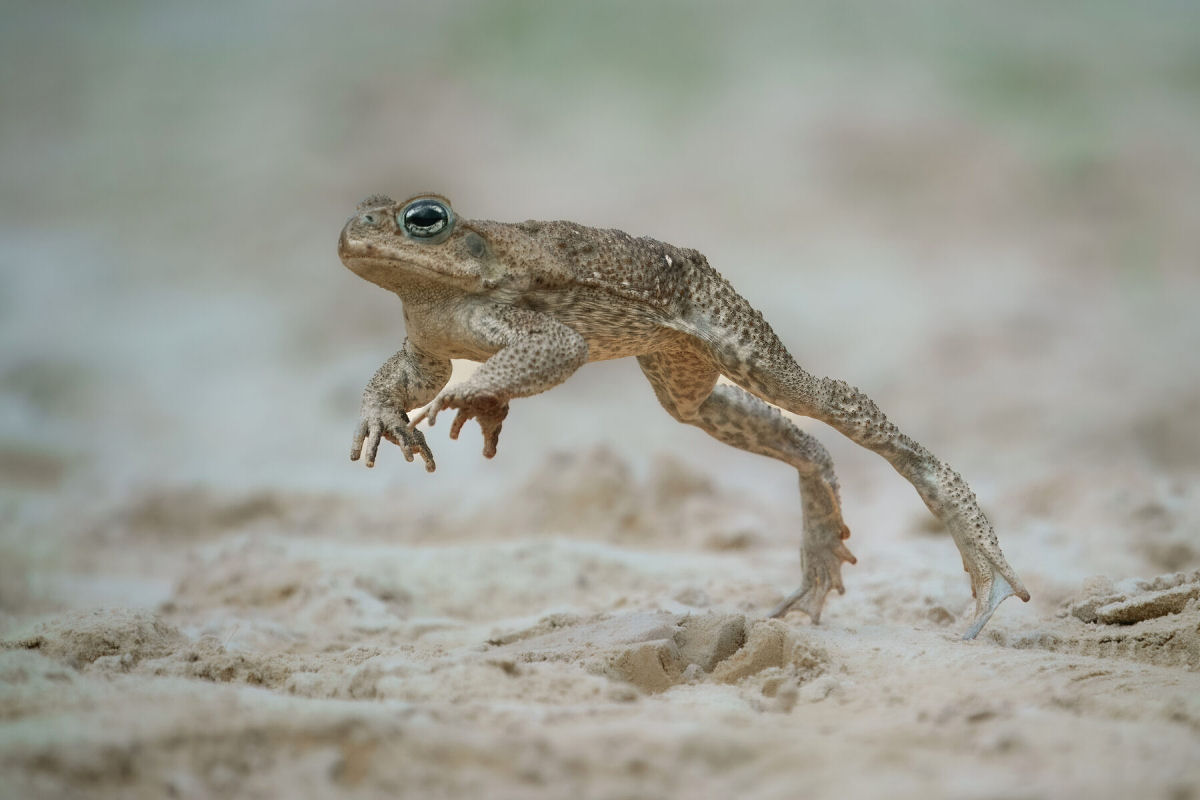 Sapos-cururus australianos desenvolveram pernas mais longas para viajarem mais longe