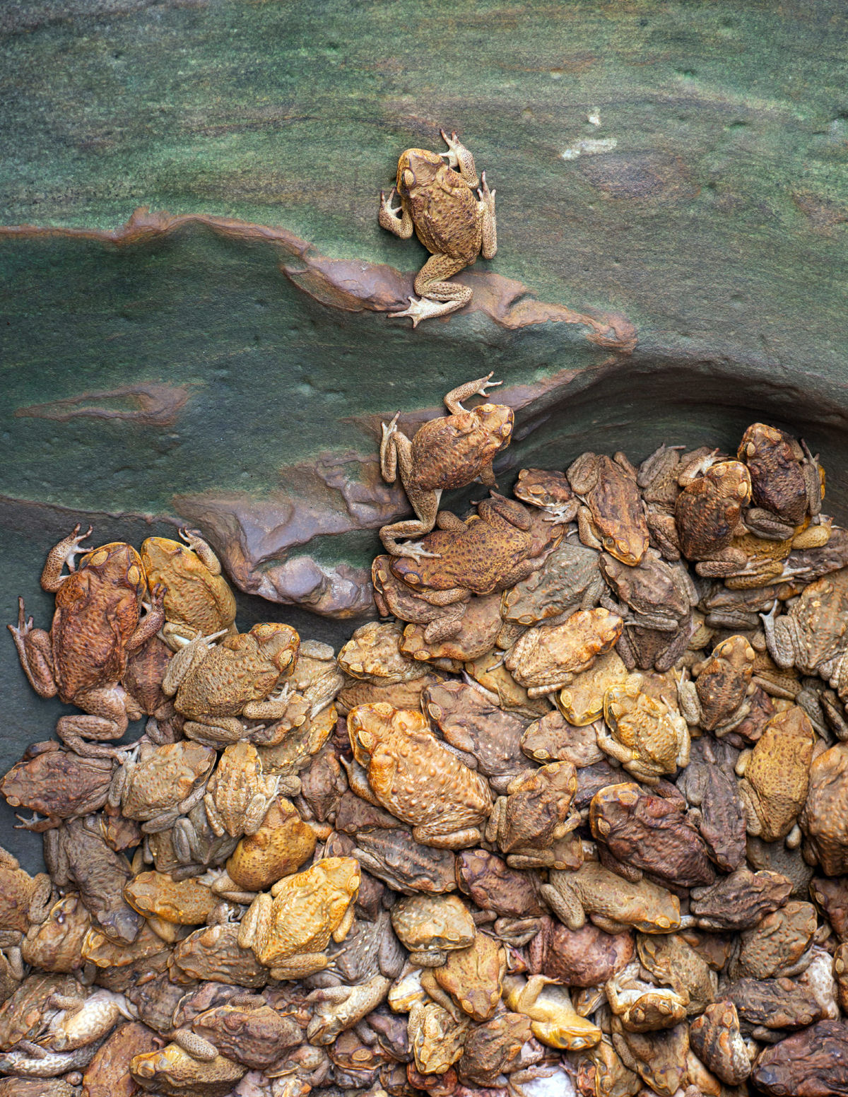 Sapos-cururus australianos desenvolveram pernas mais longas para viajarem mais longe