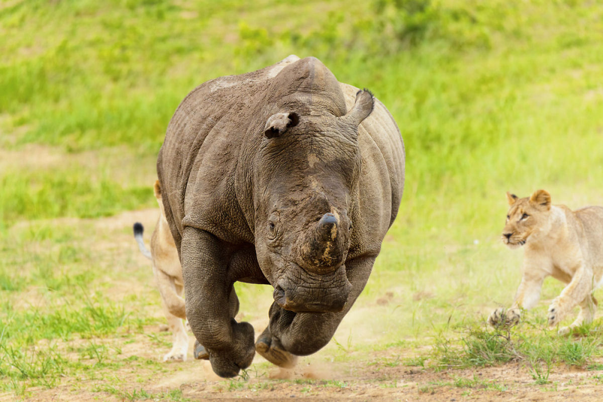 Por que os rinocerontes perseguem tanto os jipes de safri a toda velocidade?