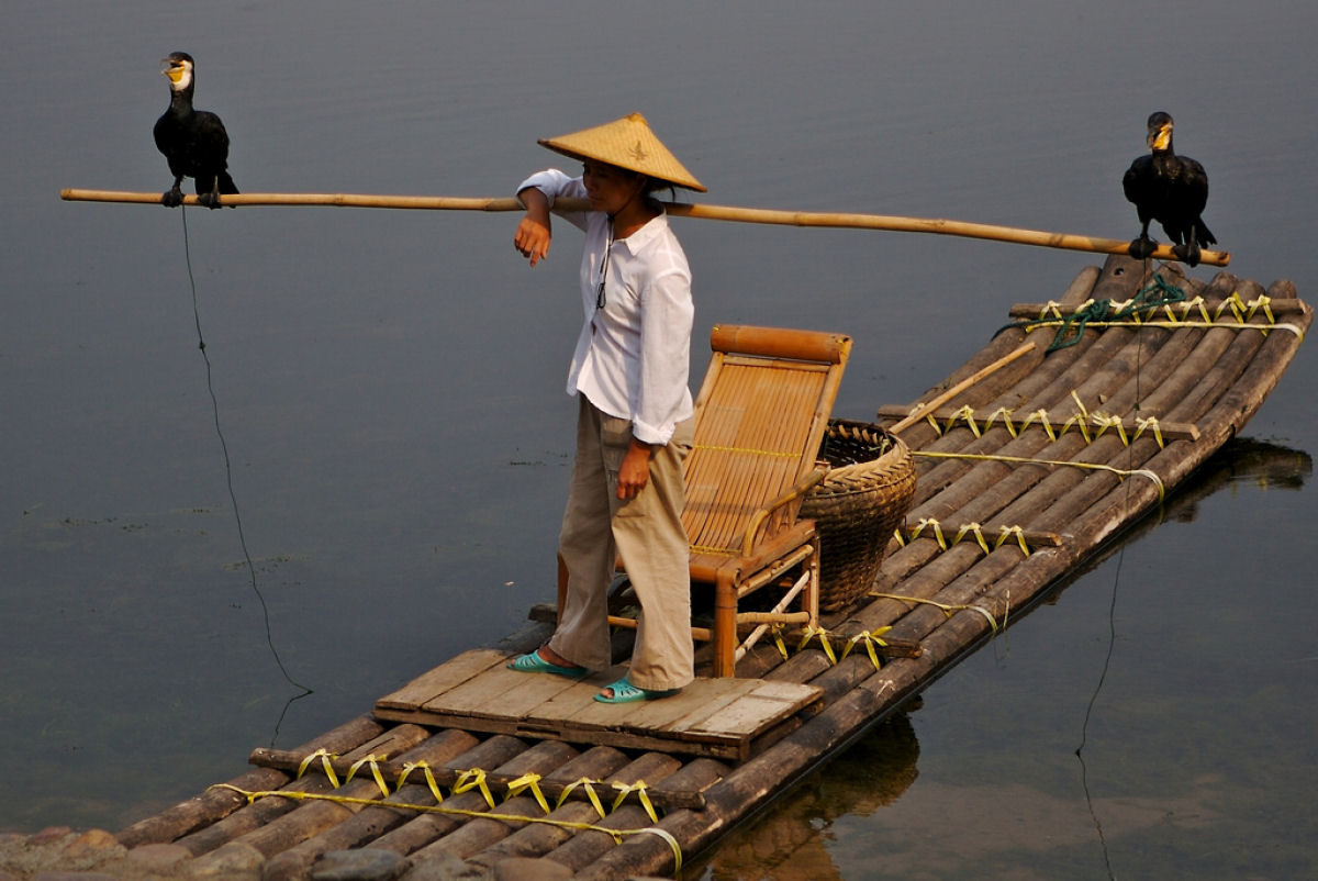 A pesca com cormorões na China 07
