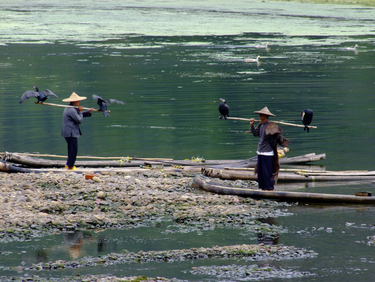 A pesca com cormorões na China 11
