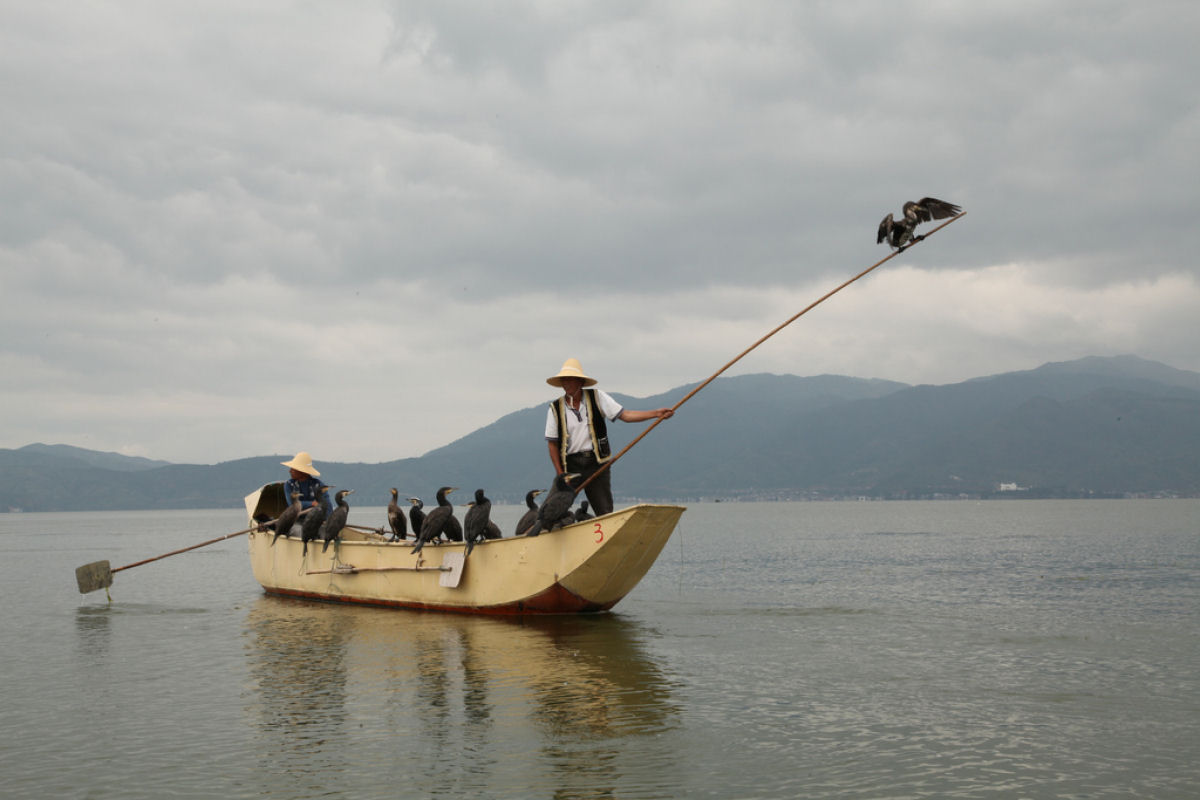 A pesca com cormorões na China 14