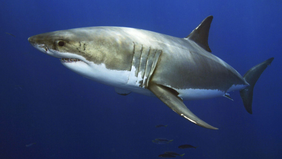 Americano pesca um tubarão-branco de 540 quilos em uma praia da Flórida