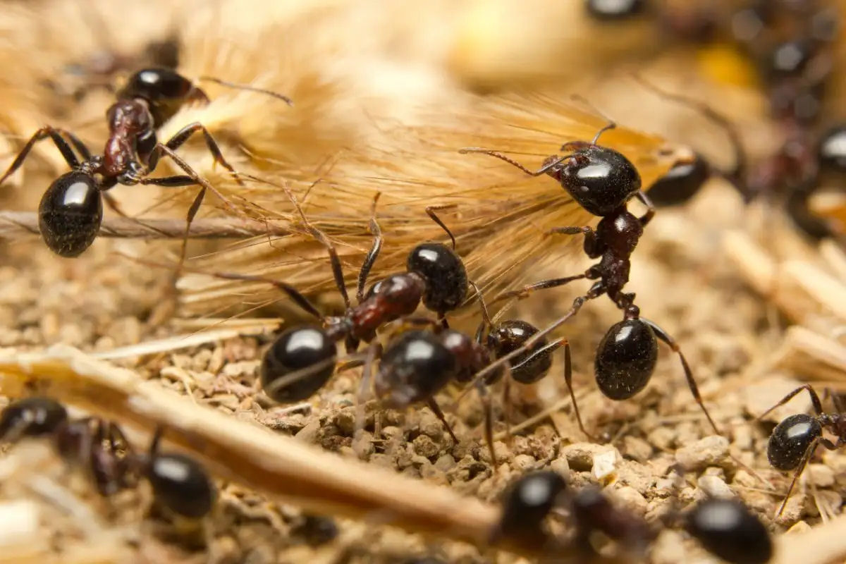 Cincia revela o nmero e o peso de todas as formigas do mundo