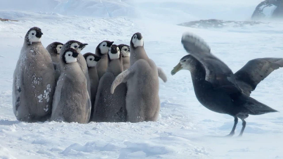 Filhotes de pinguim-imperador se defendem de um petrel-gigante