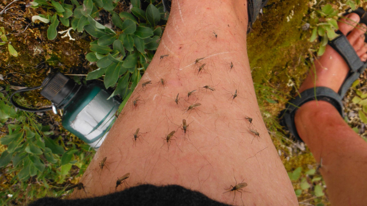 O mito do sangue doce: por que os mosquitos picam algumas pessoas e outras no?