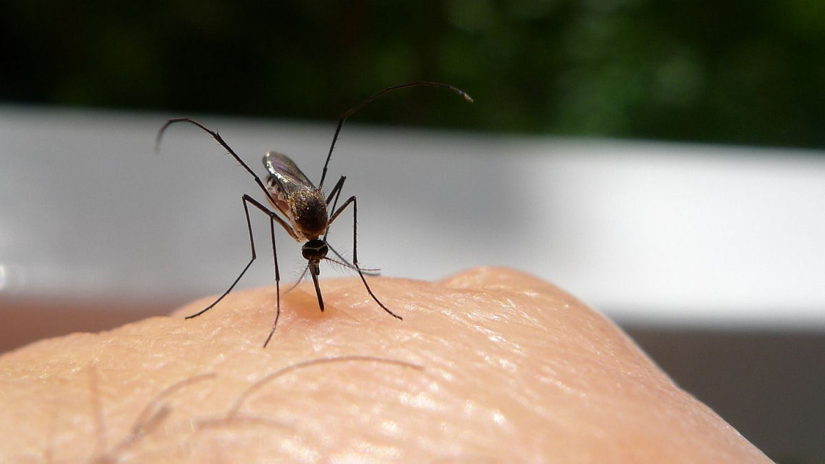 Como os mosquitos usam seis agulhas para sugar nosso sangue?