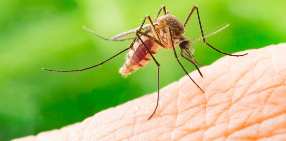 Como os mosquitos usam seis agulhas para sugar nosso sangue?