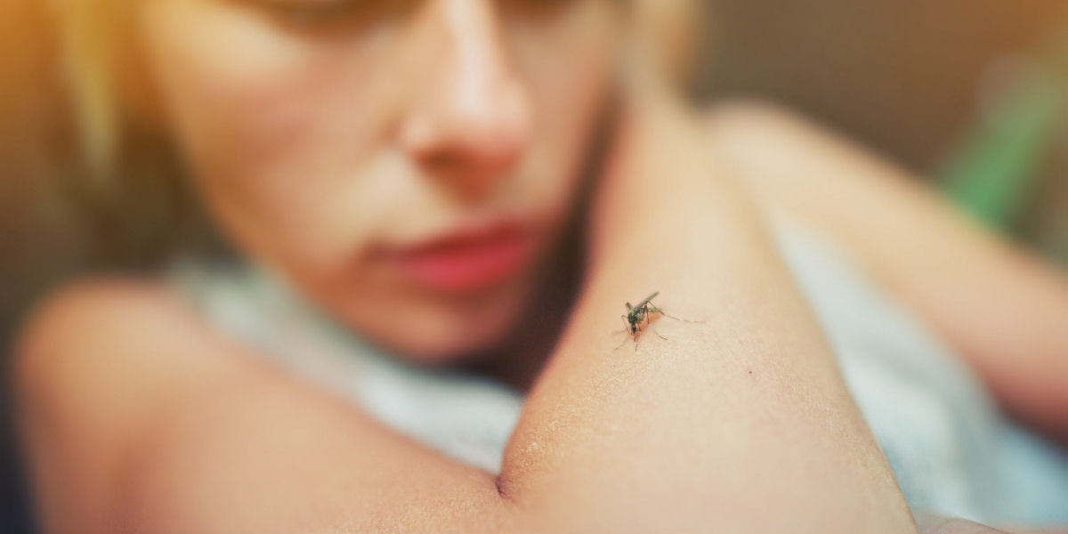 Como os mosquitos usam seis agulhas para sugar nosso sangue?