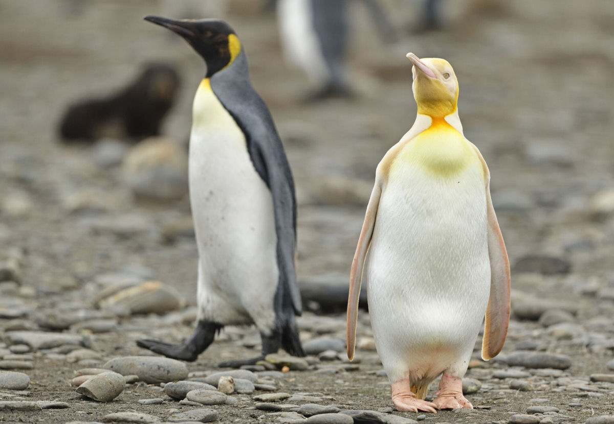Um raro pinguim amarelo foi fotografado pela primeira vez em uma ilha da Geórgia do Sul