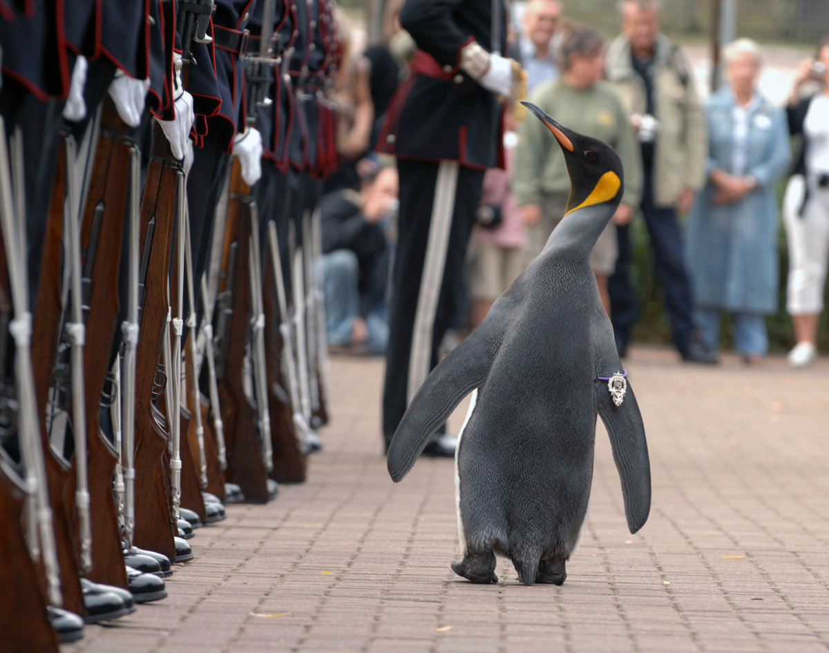 Pinguim de maior patente foi promovido a major-general da Guarda Real Norueguesa