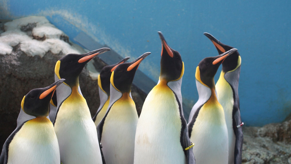 Pinguins enjoados se recusam a comer peixe barato após aquário cortar custos para combater a inflação