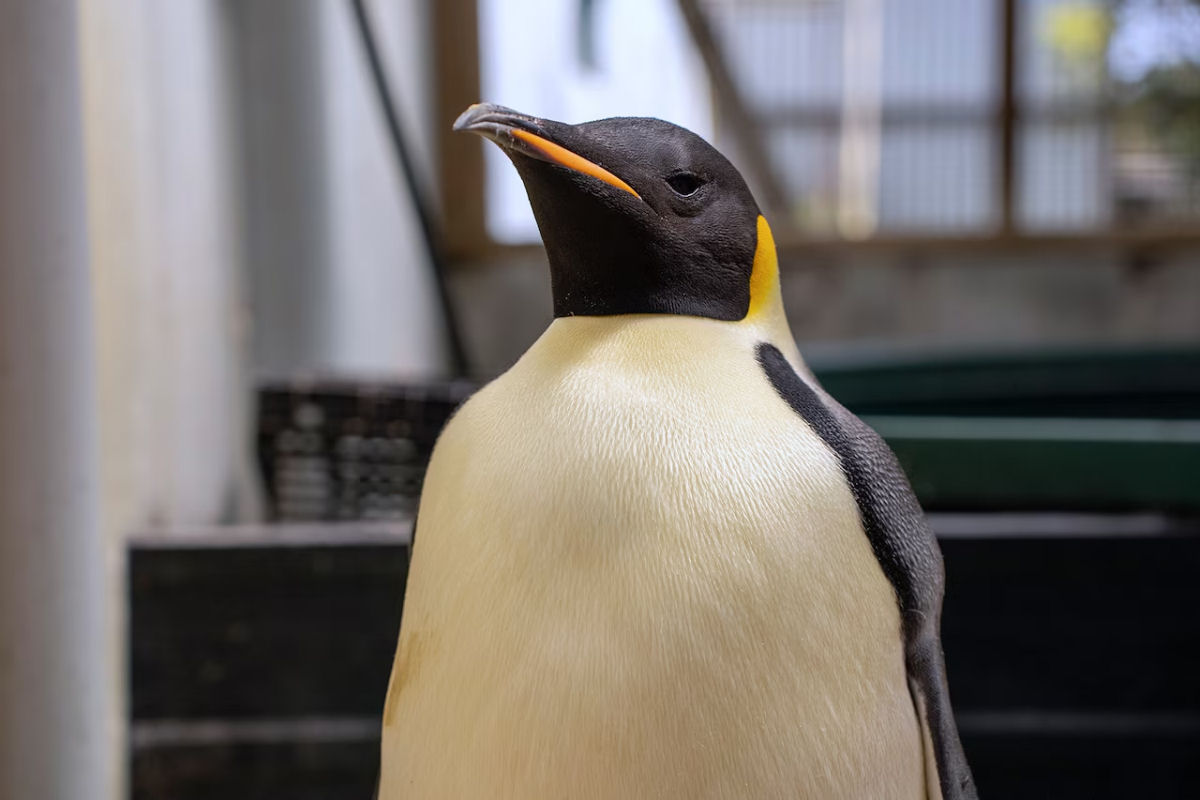 Pinguim-imperador perdido que apareceu na Austrlia retorna para casa