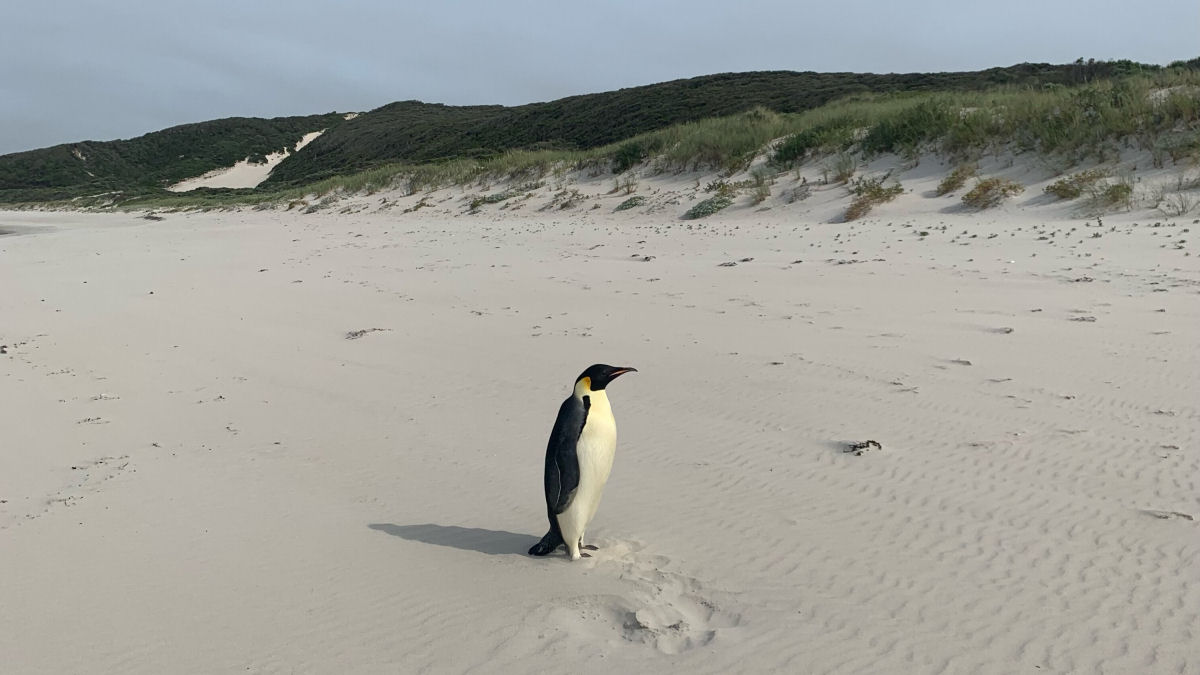 A histria inacreditvel do pinguim-imperador avistado na Austrlia, a 3.200 quilmetros de sua casa na Antrtida