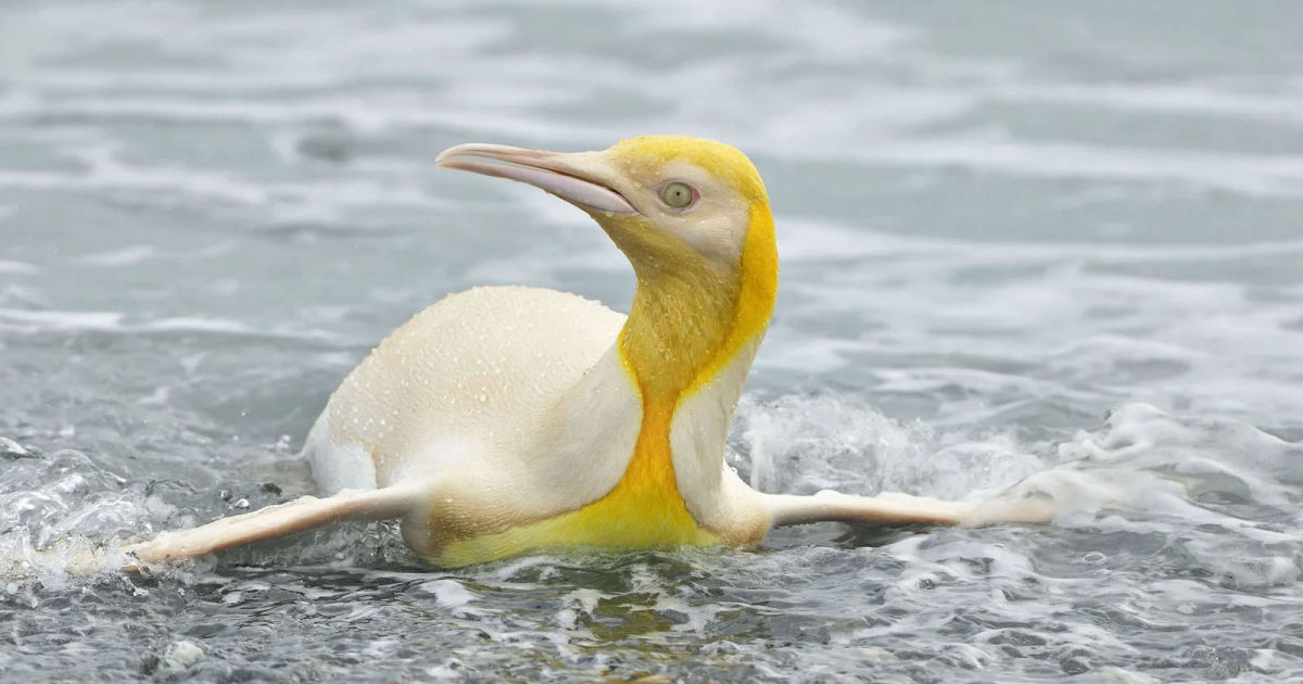 Fotgrafo da vida selvagem captura pinguim preto ultra-raro