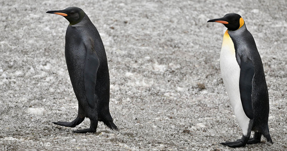 Fotgrafo da vida selvagem captura pinguim preto ultra-raro