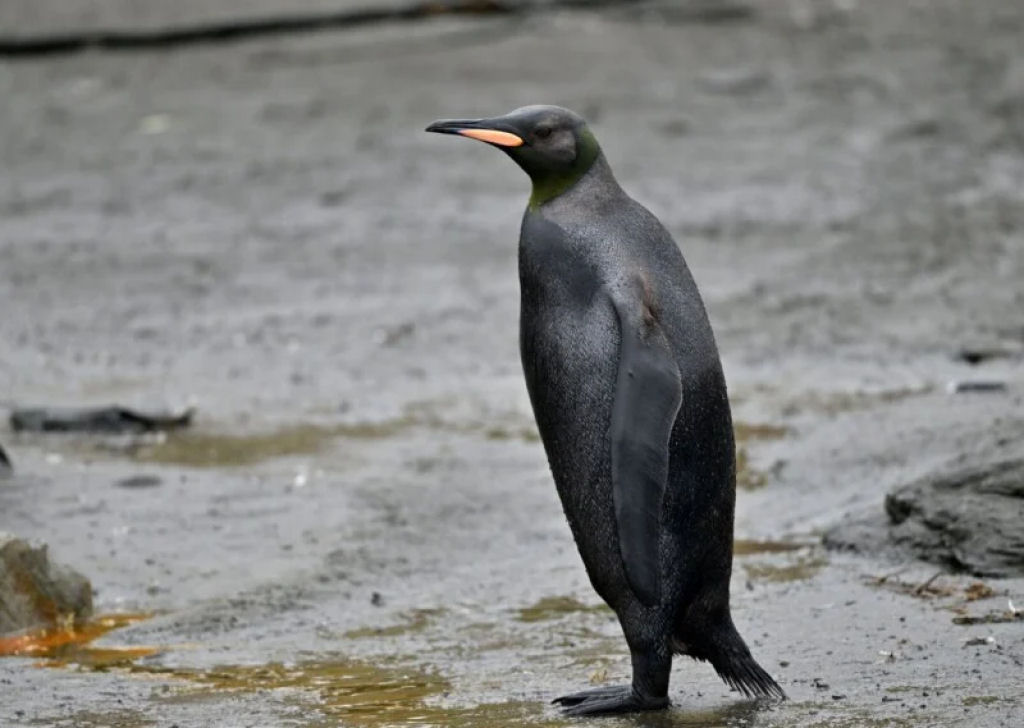 Fotgrafo da vida selvagem captura pinguim preto ultra-raro