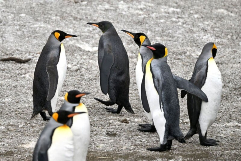 Fotgrafo da vida selvagem captura pinguim preto ultra-raro