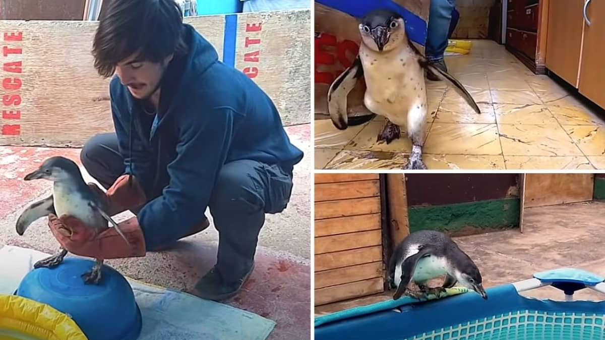 O que fazer quando inacreditavelmente um pinguim tem medo de gua?