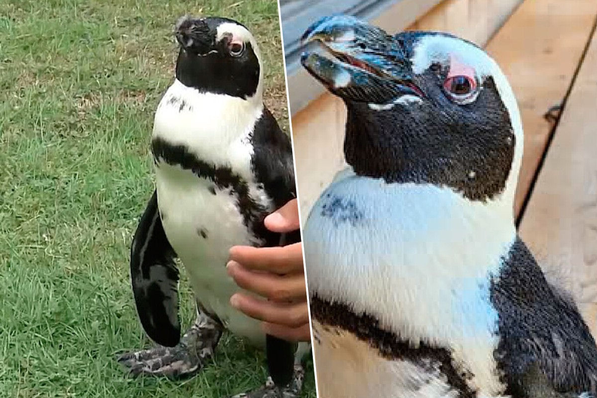 Pinguim japons fujo estava vivendo a vida numa boa a 45 km do zoo onde morava