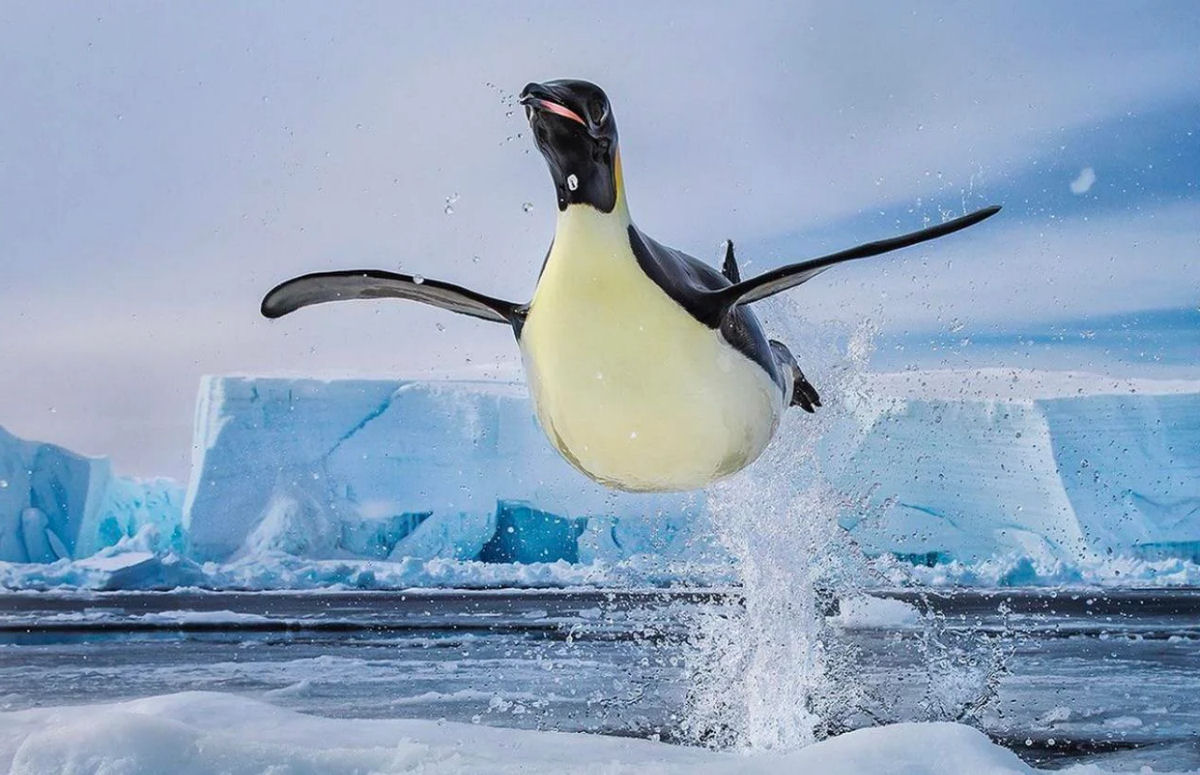 Pinguins no podem voar, mas podem pular