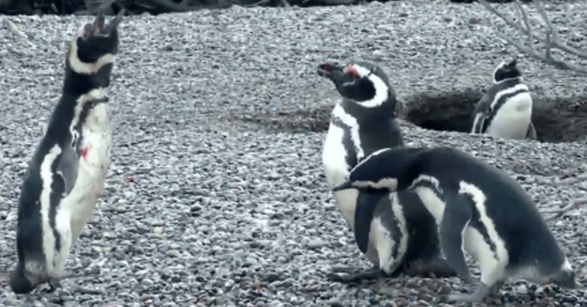 A infidelidade entre pinguins pode resultar em batalhas sangrentas