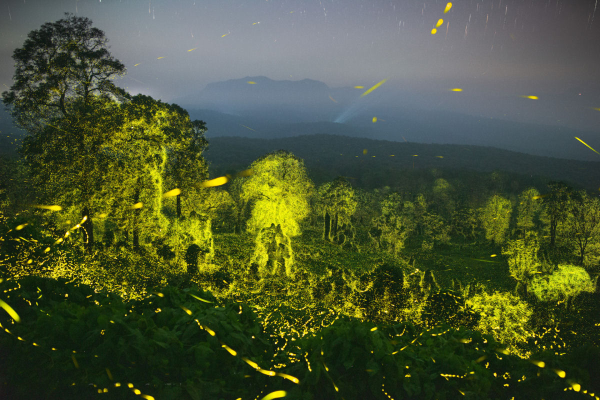 Milhões de vaga-lumes iluminam uma reserva de vida selvagem indiana em imagens raras