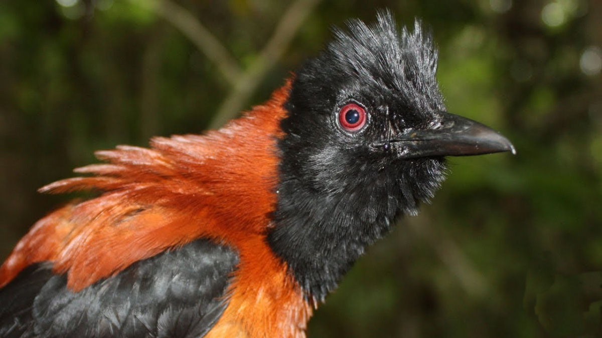 Pitohui-de-penacho, uma das únicas aves tóxicas do mundo