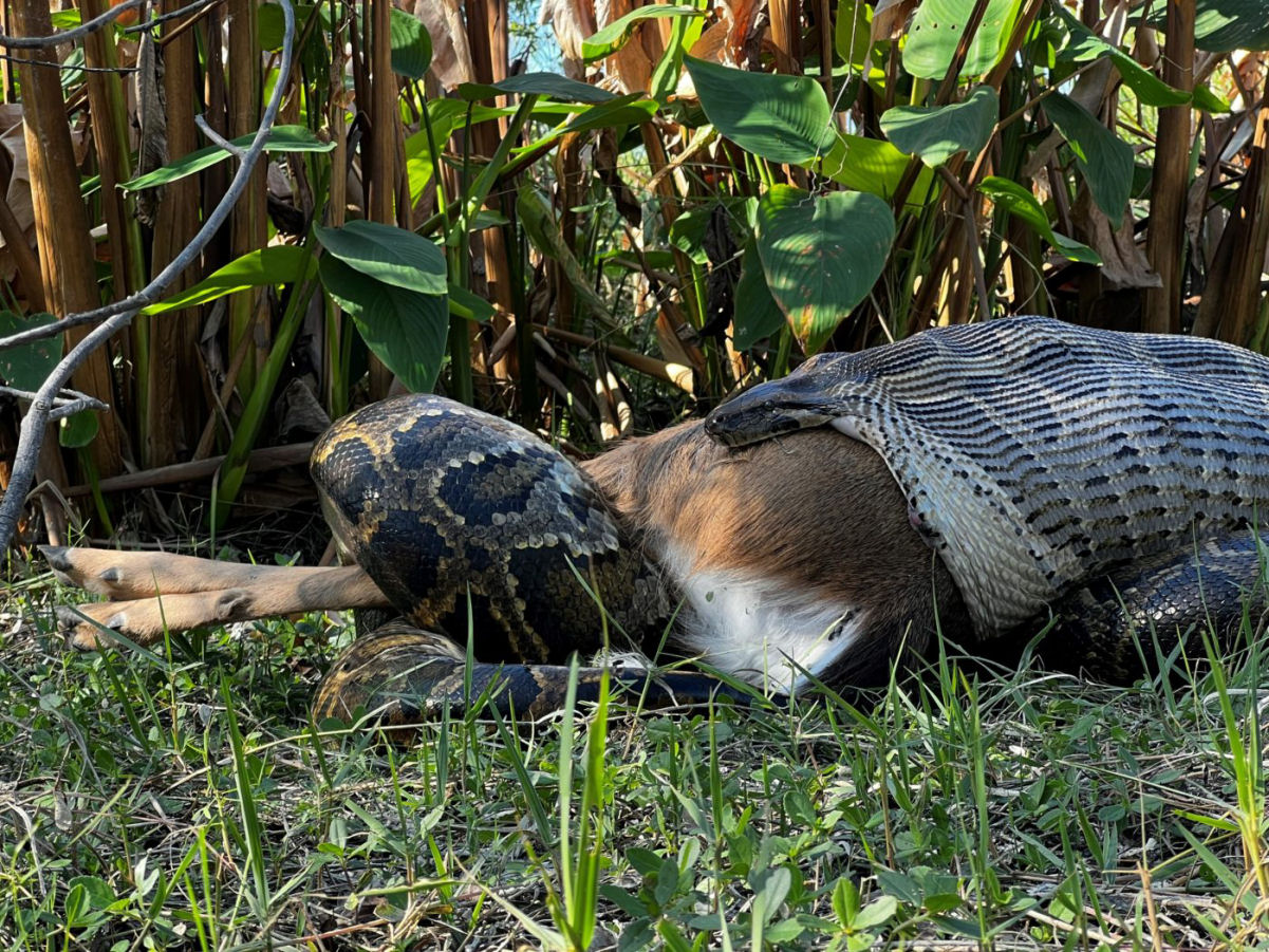 Imagens arrepiantes mostram pton da Flrida engolindo veado inteiro de 35 kg