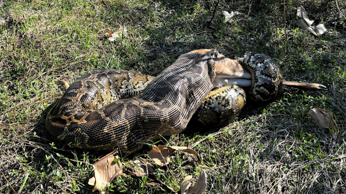 Imagens arrepiantes mostram pton da Flrida engolindo veado inteiro de 35 kg